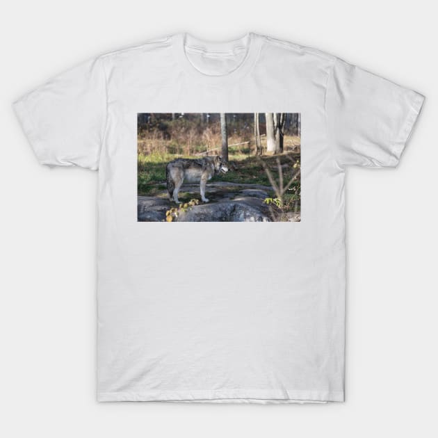 A lone timber wolf in the woods T-Shirt by josefpittner